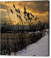 Winter Sunrise Through The Reeds Canvas Print