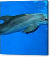 Winter The Dolphin Canvas Print