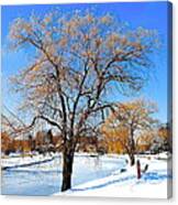 Winter Willow Canvas Print