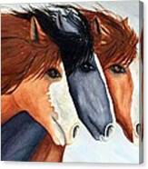 Horse Trio Canvas Print