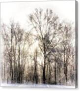 Winter Woods Canvas Print