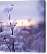 Winter Zen Canvas Print