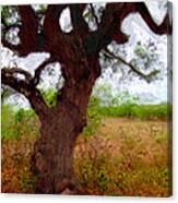 Wise Old Tree By Daniel Adams Canvas Print