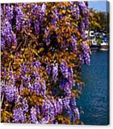 Wisteria On The Wall. Brielle. Netherlands Canvas Print