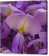 Wisteria Parasol Canvas Print