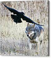Wolf And Raven Canvas Print