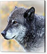 Wolf Canvas Print