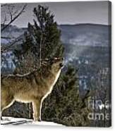 Wolves Nature Song Canvas Print