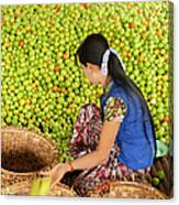 Woman Sorting Apples, Inle Lake, Shan Canvas Print