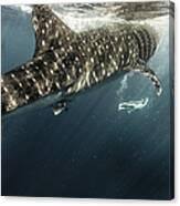 Woman Swimming With Whale Shark Canvas Print
