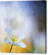 Wood Anemone Flower Switzerland Canvas Print