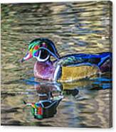 Wood Duck Canvas Print