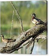 Wood Duck Pair In Tree Canvas Print