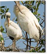 Wood Stork Adult With Young, Preening Canvas Print