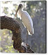 Wood Stork At Magnolia Cemetery    Tery Canvas Print