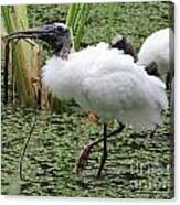 Wood Stork Canvas Print