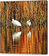 Wood Storks And 2 Ibis Canvas Print