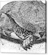 Wood Turtle Canvas Print