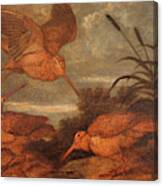Woodcock At Dusk, Francis Barlow, 1626-1702 Canvas Print
