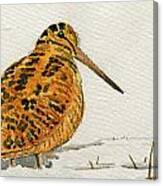 Woodcock Bird Canvas Print