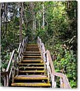 Wooden Staircase Leads Into Dense Forest Macritchie Reservoir Singapore Canvas Print