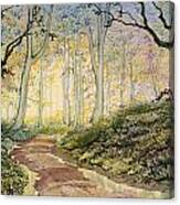 Woodland Trail At Sledmere Canvas Print
