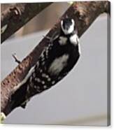 #woodpecker #bird #birds #cultofbirds Canvas Print