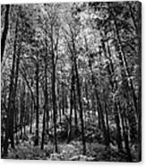 Woods Of Dingmans Falls Canvas Print