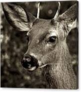 Woodside Deer Canvas Print