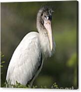 Woodstork No. 5 Canvas Print