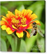 Working Bee Canvas Print