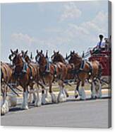 World Renown Clydesdales 2 Canvas Print