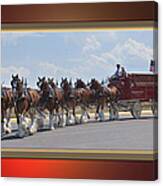World Renown Clydesdales Canvas Print