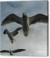 Wow Seagulls 1 Canvas Print
