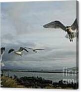 Wow Seagulls 2 Canvas Print