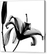 X-ray Of A Lily Canvas Print