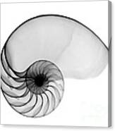 X-ray Of Nautilus Canvas Print