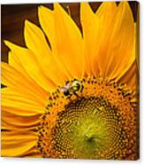 Yellow And Black Canvas Print