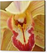 Yellow And Red Orchid Canvas Print