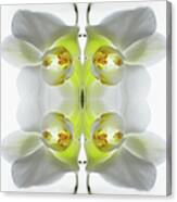 Yellow And White Orchid Canvas Print