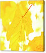 Yellow Autumn Leaves, Close-up Canvas Print