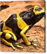 Yellow Banded Poison Arrow Frog Canvas Print