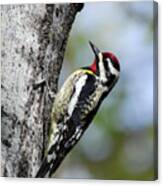 Yellow Bellied Sapsucker Canvas Print