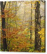 Yellow Birch In Autumn Vermont Canvas Print