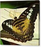 Yellow Butterfly Canvas Print