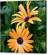 Yellow Cape Daisy Canvas Print