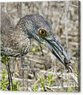 Yellow-crowned Night Heron With Crab Canvas Print