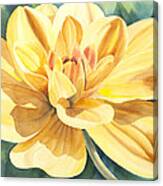 Yellow Dahlia Canvas Print