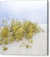 Yellow Desert Flower At White Sands Canvas Print