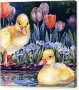 Yellow Ducklings - First Swim Canvas Print